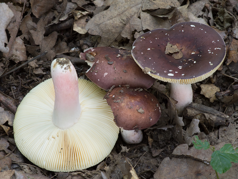 Russula carminipes